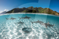 FEATURE - Gewinnerbilder: Die besten Shots aus der Unterwasserfotografie