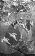 FEATURE - Gewinnerbilder: Die besten Shots aus der Unterwasserfotografie