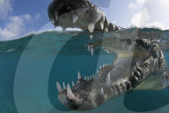 FEATURE - Gewinnerbilder: Die besten Shots aus der Unterwasserfotografie