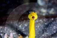 FEATURE - Gewinnerbilder: Die besten Shots aus der Unterwasserfotografie