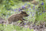 FEATURE - Wildschweinfamilie in Glockenblumen