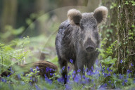 FEATURE - Wildschweinfamilie in Glockenblumen