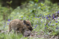 FEATURE - Wildschweinfamilie in Glockenblumen