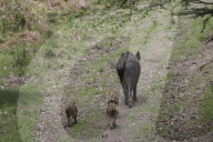 FEATURE - Wildschweinfamilie in Glockenblumen