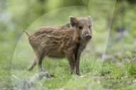 FEATURE - Wildschweinfamilie in Glockenblumen