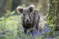 FEATURE - Wildschweinfamilie in Glockenblumen