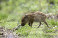 FEATURE - Wildschweinfamilie in Glockenblumen