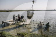 How the catfish capital of the world was hit by an Asian fish flood. Around the city of Belzoni, Mississippi, the catfish industry used to be all conquering – but then came the imports from Asia.
