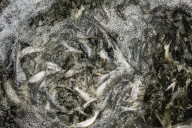 How the catfish capital of the world was hit by an Asian fish flood. Around the city of Belzoni, Mississippi, the catfish industry used to be all conquering – but then came the imports from Asia.