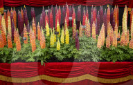 RHS Chelsea Flower Show 2019 at the Royal Hospital, Chelsea, London.