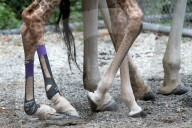 FEATURE -  Hinterläufe falsch gewachsen: Giraffe bekommt therapeutische Schuhe verpasst