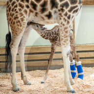 FEATURE -  Hinterläufe falsch gewachsen: Giraffe bekommt therapeutische Schuhe verpasst