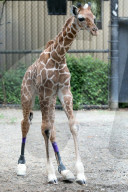 FEATURE -  Hinterläufe falsch gewachsen: Giraffe bekommt therapeutische Schuhe verpasst