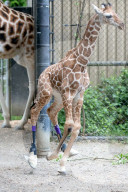 FEATURE -  Hinterläufe falsch gewachsen: Giraffe bekommt therapeutische Schuhe verpasst