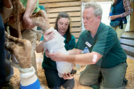 FEATURE -  Hinterläufe falsch gewachsen: Giraffe bekommt therapeutische Schuhe verpasst
