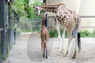 FEATURE -  Hinterläufe falsch gewachsen: Giraffe bekommt therapeutische Schuhe verpasst