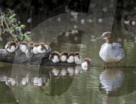 FEATURE - Gänsesäger-Entenjungen schön aufgereiht