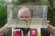 Collecting data at the River Tone, Somerset, on the decline in numbers of eels.