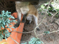 FEATURE -  Das war nicht schlau: Fuchs bleibt in Deckelöffnung stecken