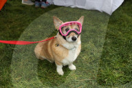 FEATURE - Corgi-Rennen in Los Angeles