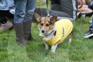 FEATURE - Corgi-Rennen in Los Angeles