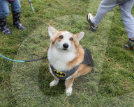 FEATURE - Corgi-Rennen in Los Angeles