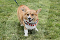 FEATURE - Corgi-Rennen in Los Angeles