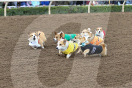 FEATURE - Corgi-Rennen in Los Angeles