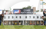 FEATURE - Corgi-Rennen in Los Angeles