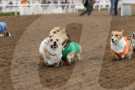 FEATURE - Corgi-Rennen in Los Angeles