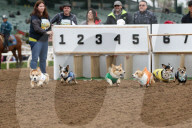 FEATURE - Corgi-Rennen in Los Angeles