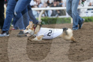 FEATURE - Corgi-Rennen in Los Angeles