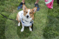 FEATURE - Corgi-Rennen in Los Angeles