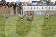 FEATURE - Corgi-Rennen in Los Angeles