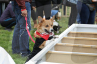 FEATURE - Corgi-Rennen in Los Angeles