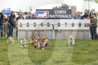 FEATURE - Corgi-Rennen in Los Angeles
