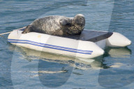 FEATURE - Geentert: Seehund Windo lässt es sich auf einem Schlauchboot in der Mündung des Flusses Dart gutgehen