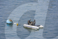 FEATURE - Geentert: Seehund Windo lässt es sich auf einem Schlauchboot in der Mündung des Flusses Dart gutgehen