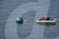 FEATURE - Geentert: Seehund Windo lässt es sich auf einem Schlauchboot in der Mündung des Flusses Dart gutgehen