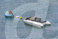 FEATURE - Geentert: Seehund Windo lässt es sich auf einem Schlauchboot in der Mündung des Flusses Dart gutgehen