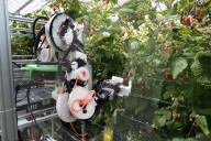 Robocrop: world's first raspberry-picking robot set to work. Autonomous machine expected to pick more than 25,000 raspberries a day, outpacing human workers.