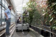 Robocrop: world's first raspberry-picking robot set to work. Autonomous machine expected to pick more than 25,000 raspberries a day, outpacing human workers.