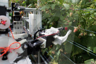 Robocrop: world's first raspberry-picking robot set to work. Autonomous machine expected to pick more than 25,000 raspberries a day, outpacing human workers.