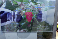 Robocrop: world's first raspberry-picking robot set to work. Autonomous machine expected to pick more than 25,000 raspberries a day, outpacing human workers.