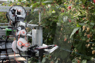 Robocrop: world's first raspberry-picking robot set to work. Autonomous machine expected to pick more than 25,000 raspberries a day, outpacing human workers.