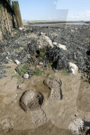 The Way to the Sea: Forgotten Histories of the Thames Estuary. 