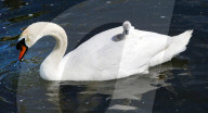 Swan and its two Cygnets