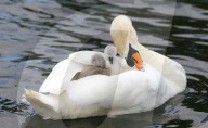 Swan and its two Cygnets