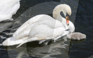 Swan and its two Cygnets