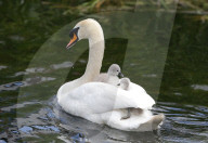 Swan and its two Cygnets